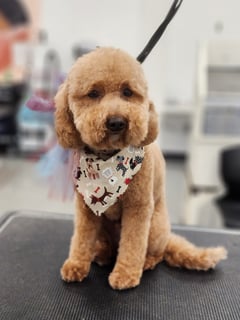 View Pet Grooming, Animal Type, Dog, Dog Size, Small, Dog Hair Type, Curly Coat, Dog Grooming Style, Teddy Bear - Kylee Scheaffer, Layton, UT
