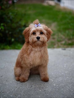 View Dog, Dog Size, Medium, Double Coat, Dog Hair Type, Long Coat, Curly Coat, Dog Grooming Style, Puppy Cut, Pet Grooming, Animal Type - Danielle Simms, Mobile, AL