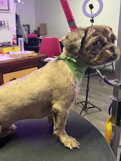 View Pet Grooming, Dog Hair Type, Long Coat - Jomarie Booth, Chicago, IL