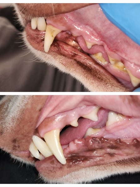 Image of  Pet Care, Dental Cleaning, Dog