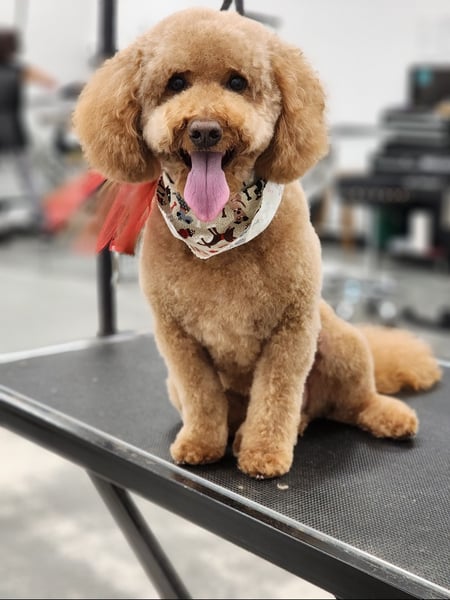 Image of  Pet Grooming, Animal Type, Dog, Dog Size, Small, Medium, Large, Dog Hair Type, Smooth Coat, Double Coat, Long Coat, Wire Coat, Curly Coat, Dog Grooming Style, Kennel Cut, Teddy Bear, Breed Trim, Full Coat, Puppy Cut