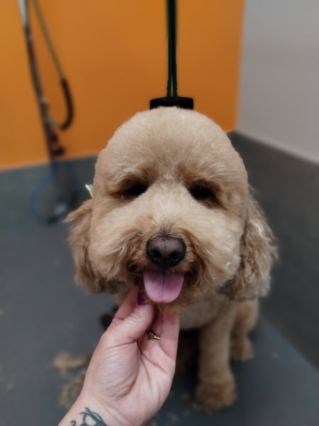 Image of  Large, Dog Hair Type, Smooth Coat, Wire Coat, Curly Coat, Dog Grooming Style, Kennel Cut, Teddy Bear, Breed Trim, Full Coat, Show Groom, Puppy Cut, Pet Care, Pet Walking, Pet Boarding, Dog Walking, Dog Boarding, Dental Cleaning, Dog, Pet Grooming, Animal Type, Dog, Dog Size, Small, Medium