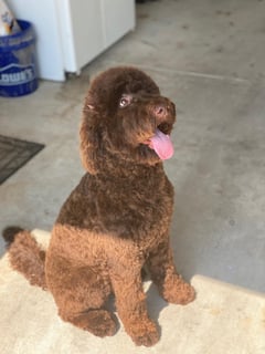 View Pet Grooming, Animal Type, Dog, Dog Size, Large, Dog Hair Type, Curly Coat, Dog Grooming Style, Teddy Bear, Full Coat - Danielle Simms, Mobile, AL