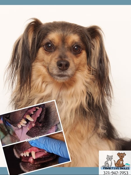 Image of  Pet Care, Dental Cleaning, Dog