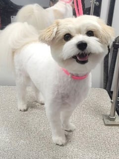 View Small, Smooth Coat, Dog Grooming Style, Teddy Bear, Pet Grooming, Dog Size, Dog Hair Type - Kontota Of Central Houston, Houston, TX
