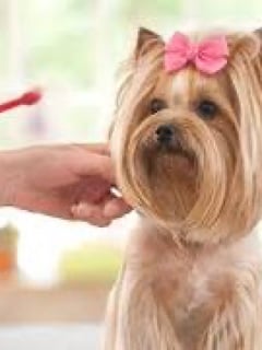 View Pet Grooming, Dog Size, Small, Dog Hair Type, Smooth Coat, Dog Grooming Style, Show Groom, Maintenance, Bath, Nail Trim, Ear Cleaning - Victoria Thomas, Marianna, FL