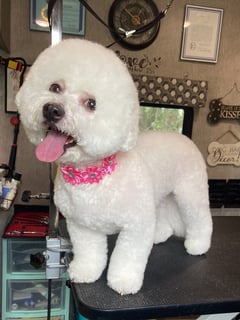 View Dog Hair Type, Breed Trim, Dog Grooming Style, Curly Coat, Small, Dog Size, Dog, Animal Type, Pet Grooming - Diana Dillon, Orlando, FL